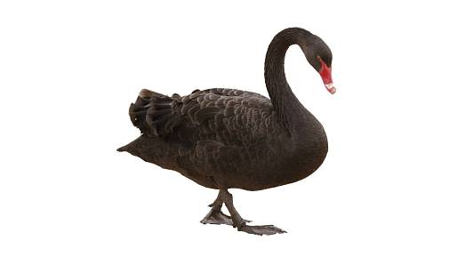 Novozélandská černá labuť byla unikátní a vyhynula již před téměř 600 lety. Čím se lišila od těch, které na ostrově pobývají dnes?