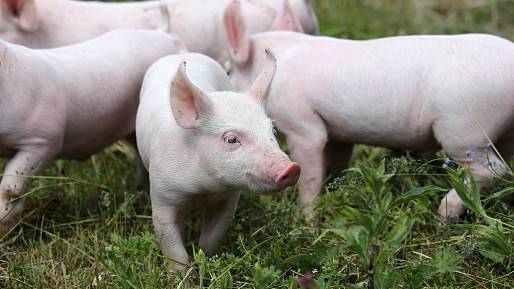 Zajímavost ze světa zvířat: Neuvěříte, jak inteligentní jsou tato běžná zvířata