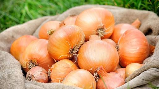 Cibule bez chorob a obří velikosti: Stačí 1 lžíce tohoto domácího ochránce pod každou rostlinu