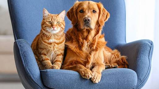 Čechy to taky čeká: Nový zákon pro majitele psů a koček vás dožene k veterináři