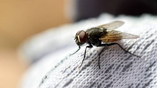 Jak vyhnat mouchy z bytu: Stačí obyčejný sáček a trochu světla