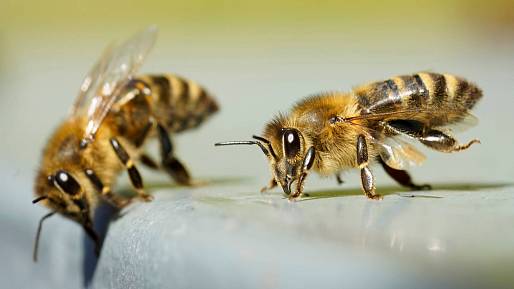 Video virál: Včely spolupracují na otevření lahve s limonádou