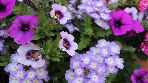 Calibrachoa: Cesta k barevným oknům od jara až do prvních mrazíků