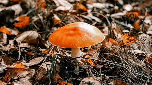 Kdo utrhne tuto houbu, může zaplatit až 100 000 Kč pokuty. Lesní stráž bývá neoblomná