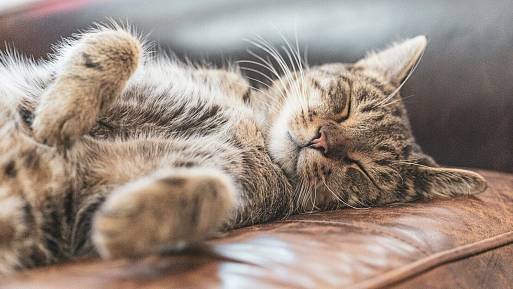 Jak dlouho můžete nechat kočku o samotě? Veterináři stanovili přesný limit