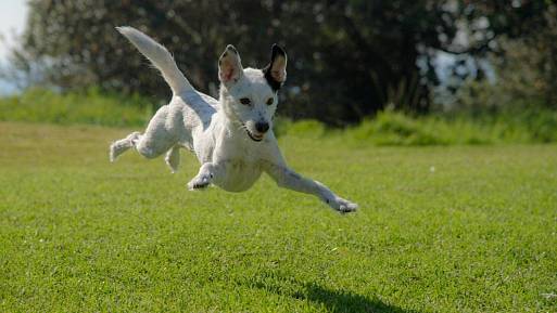 Jak poznáte, že váš pes má ADHD. Veterinář popsal jasné znaky