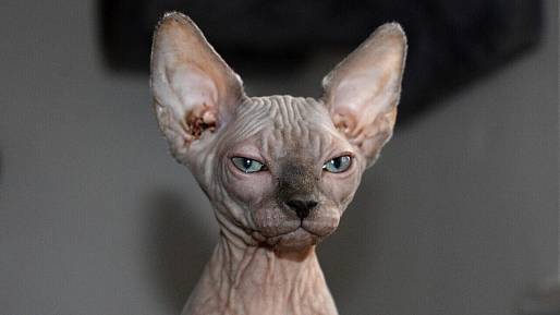 Kočka, která vypadá jinak než ostatní: Sphynx si získává Čechy svou povahou