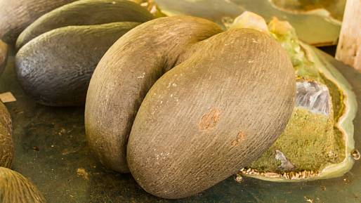 Legenda o ořechu lásky: Jaké tajemství skrývají gigantické plody seychelské palmy?