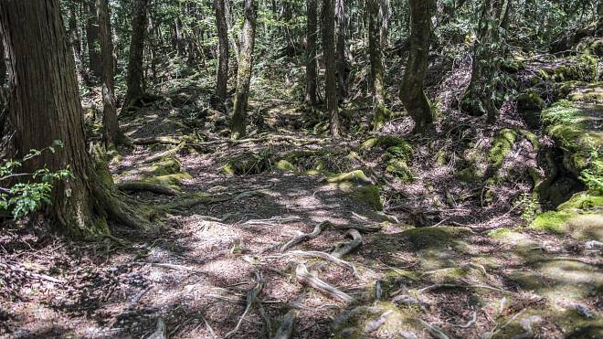 Les Aokigahara je jedním z nejznámějších a nejstrašidelnějších míst v Japonsku. Stane se tu 100–105 sebevražd ročně