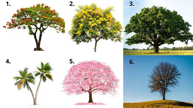 Test osobnosti: Budete překvapeni, jak vás volba stromu odhalí. Strom, který si vyberete, prozradí, jací jste
