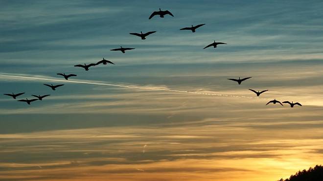 Ptáci dokáží migrovat desetitisíce kilometrů. V čem spočívá tajemství jejich špičkové navigace?
