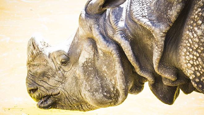 Nosorožci, sloni nebo levharti - nejen tito zástupci zvířecí říše dnes patří k těm nejvíce ohroženým