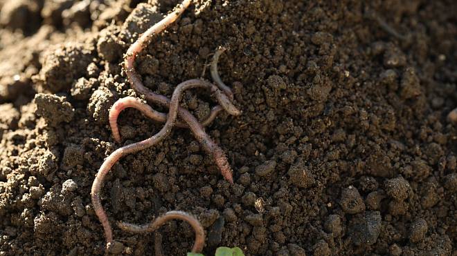 Červi žijící poblíž Černobylu se stali odolnými vůči záření. Další studie by mohla pomoci s výzkumem rakoviny