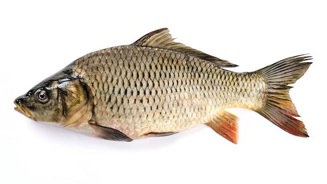 Kapří kost v krku? Češi pořád neví, jak správně zasáhnout