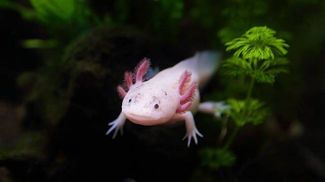 Axolotl: Tajemný vodní dráček, který si podmanil české domácnosti