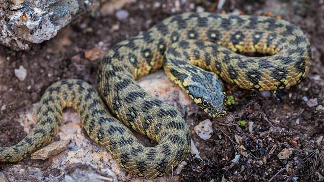 Evropou se šíří dvoumetroví hadi. Útočištěm se jim stávají řeky a rybníky