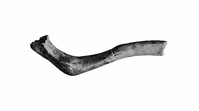 V Toskánsku žili lidé před 2 miliony let: Na zkamenělých kostech byly nalezeny ostré zářezy a vyvrtané díry