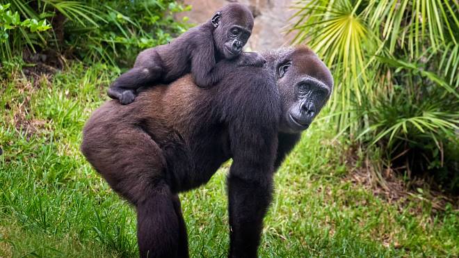 Video virál ze zoo: Lidská a gorilí matka se vzájemně rozněžnily nad svými potomky