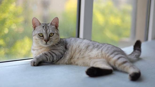 Myslíte si, že kočka přede, když je spokojená? Veterináři upozornili na zásadní omyl