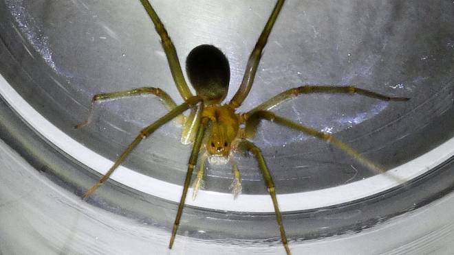 Evropou se šíří nebezpečný pavouk. Jeho kousnutí může způsobit selhání jater