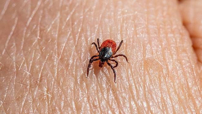 Do Česka pronikl nový druh klíštěte. Je obří a přenáší tropické choroby