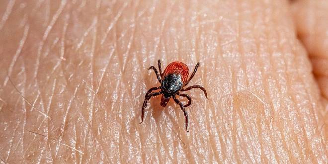 Jak dlouho musí být přisáté klíště, aby stihlo nakazit člověka? U každé nemoci je to jinak