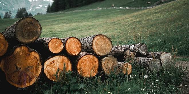 Ani dub, ani smrk. Nejvhodnější dřevo do krbu hoří bez kouře a stojí pár korun