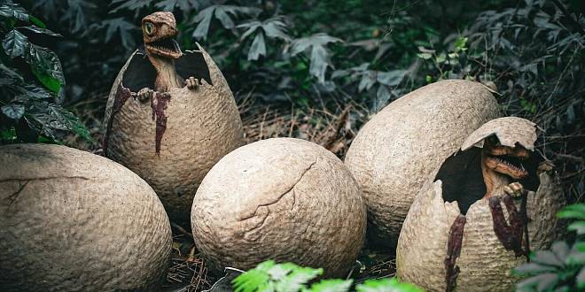 Ve Francii bylo objeveno přes 100 dinosauřích vajec starých asi 70 milionů let