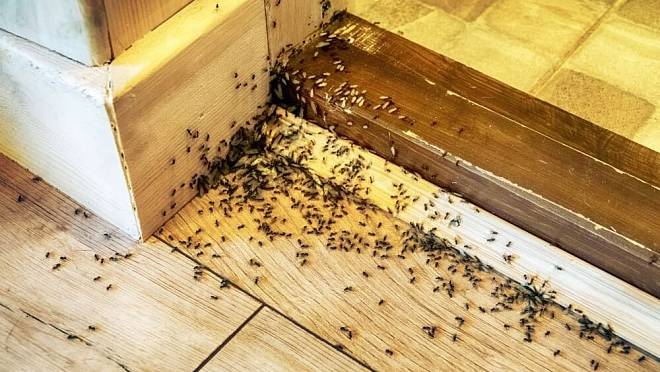 Jak zastavit mravence v kuchyni: Pomoci může obyčejná křída