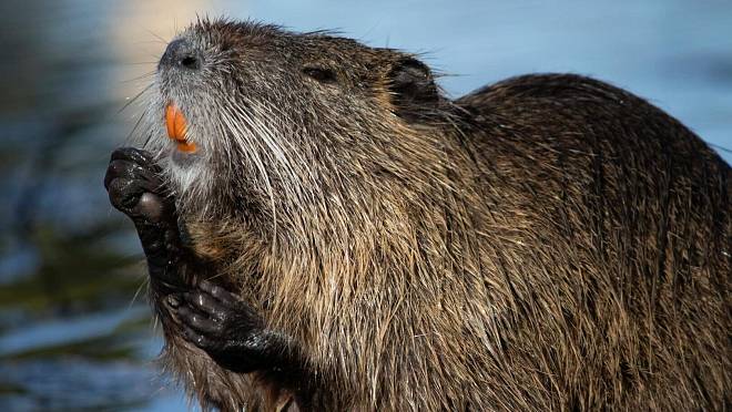Zapomenuté maso plné výživných látek: Proč by nutrie měla častěji končit na našich talířích