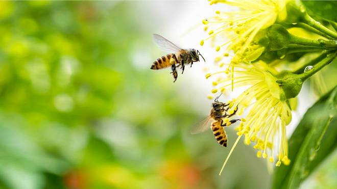 Záhada z pralesa: Včela krmí své larvy hnijícím masem!