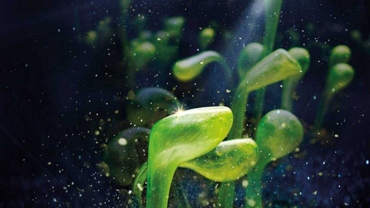 Křišťálová zahrada v Troji míří do finále: světelná výstava v kulisách botanické zahrady