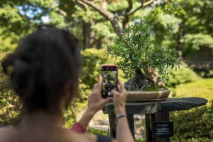 Festival bonsají a japonské kultury  v botanické zahradě v Troji